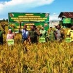 Kelompok Tani Lasuang Duo, Panen Perdana Demplot Padi Kartika 1-82 Kelompok Tani Lasuang Duo, Panen Perdana Demplot Padi Kartika 1-82