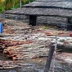 Hutan Mangrove Lingga Terancam Punah, Akibat Keserakahan Pengusaha Dapur Arang Hutan Mangrove Lingga Terancam Punah, Akibat Keserakahan Pengusaha Dapur Arang