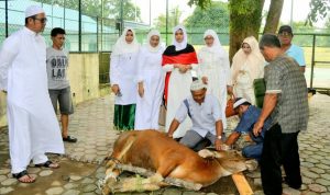 400 Ekor Hewan Kurban Beredar di Kabupaten Bintan 400 Ekor Hewan Kurban Beredar di Kabupaten Bintan