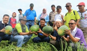 Panen Semangka, Bupati Bintan Gelar Tasyakuran Bersama Masyarakat Panen Semangka, Bupati Bintan Gelar Tasyakuran Bersama Masyarakat