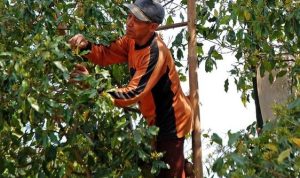 Ini Tanggapan Komisi II DPRD Natuna, Soal Merosotnya Harga Cengkeh! Ini Tanggapan Komisi II DPRD Natuna, Soal Merosotnya Harga Cengkeh!