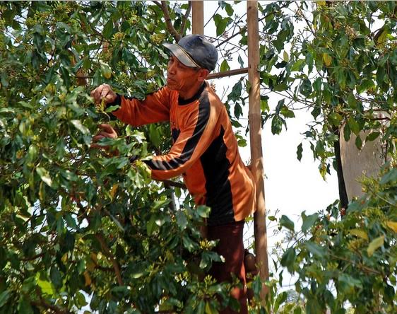 Ini Tanggapan Komisi II DPRD Natuna, Soal Merosotnya Harga Cengkeh!