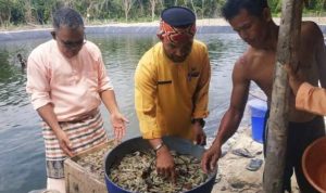 Listrik PLN Padam 10 Jam, Ratusan Kilo Udang Tambak Mati