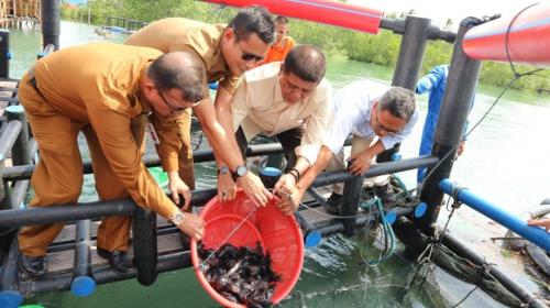 SMKN 1 Seri Kuala Lobam Panen Perdana Ratusan Ekor Ikan Kakap Putih dan Kerapu Cantrang