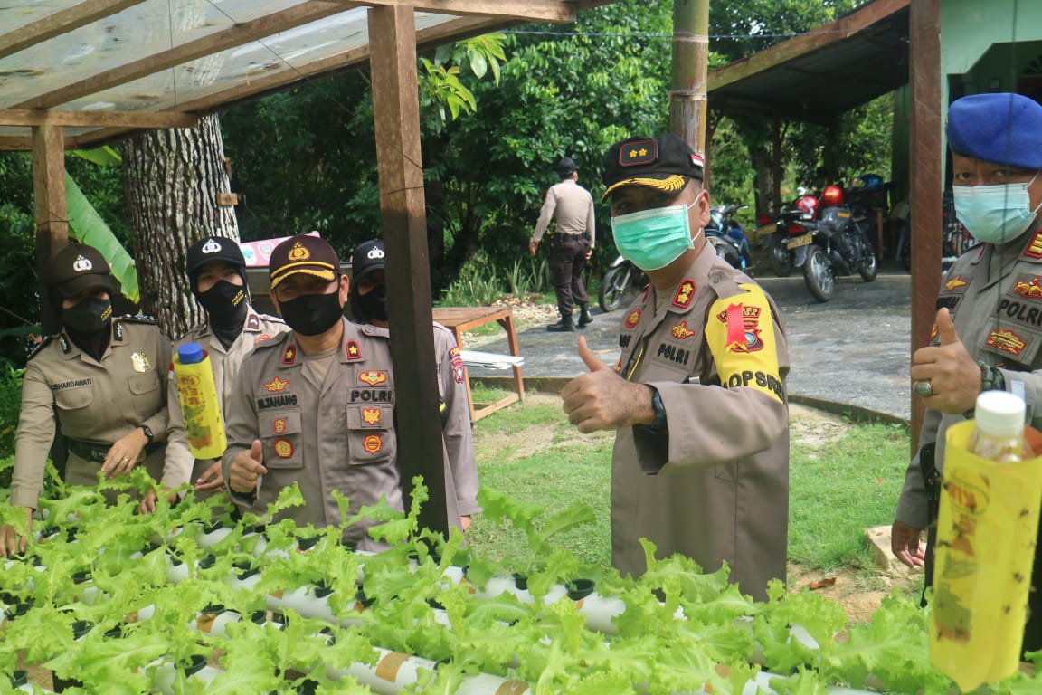 Jaga Ketahanan Pangan, Polres Lingga Budidaya Lele, Hidroponik dan Berkebun Jagung Jaga Ketahanan Pangan, Polres Lingga Budidaya Lele, Hidroponik dan Berkebun Jagung
