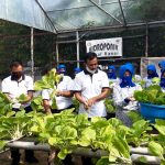Lanal Ranai Gelar Panen Raya Perdana Sayur Sawi Dan Jagung