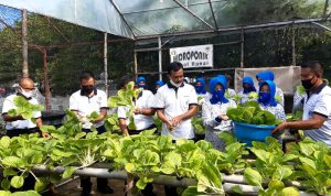 Lanal Ranai Gelar Panen Raya Perdana Sayur Sawi Dan Jagung