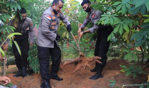 Dalam Rangka Dukung Perekonomian Nasional, Polres Anambas Panen Raya Ubi dan Sawi Hidroponik