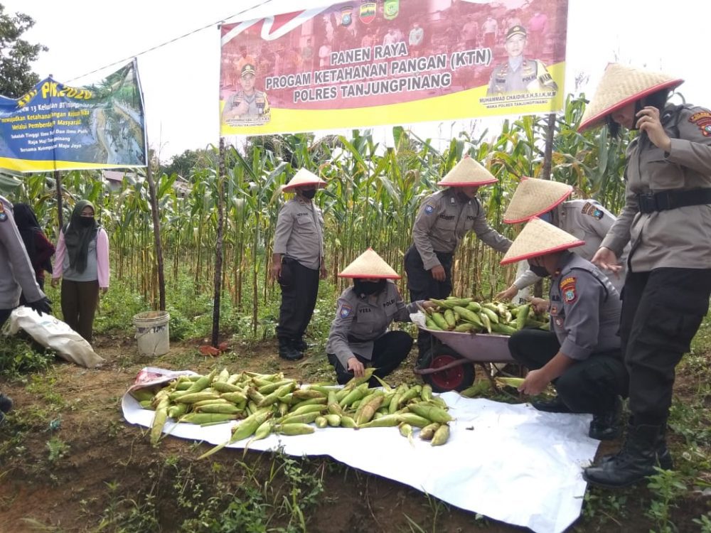 Polres Tanjungpinang Panen Raya Program Ketahanan Pangan di Kampung Sidomulyo