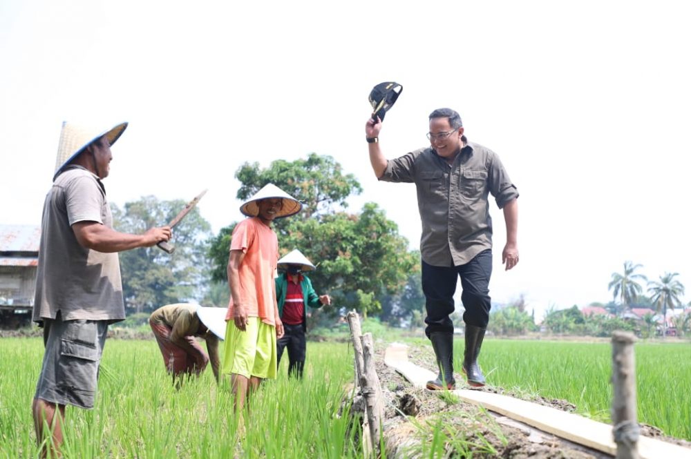 Keliling Persawahan, Dodi Reza Dialog Dengan Petani Hingga Pantau Hewan Qurban Peternak Sapi