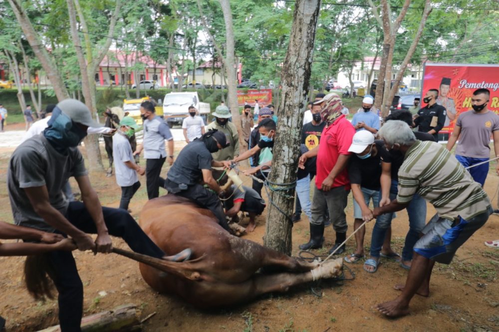 Polda Kepri dan Jajaran Sembelih 43 Ekor Sapi dan 34 Ekor Kambing di Hari Raya Idul Adha 1441 H