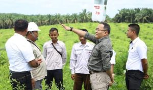 Disbun Muba Persiapkan Jalan Produksi Dalam Rangka Panen Perdana PSR