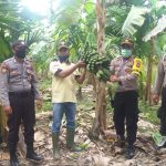 Mendukung Ketahanan Pangan, Polsek Singkep Barat Lakukan Panen Pisang