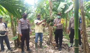 Mendukung Ketahanan Pangan, Polsek Singkep Barat Lakukan Panen Pisang