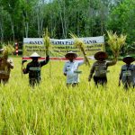Produktif Ditengah Pandemi, Warga Jirak Panen Padi SRI Organik Produktif Ditengah Pandemi, Warga Jirak Panen Padi SRI Organik