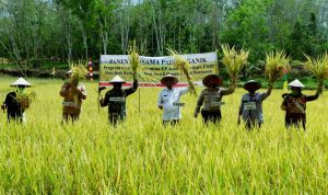 Produktif Ditengah Pandemi, Warga Jirak Panen Padi SRI Organik