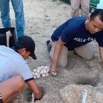 Kapolres Anambas Bersama Jajaran PJU dan Sekda KKA  Tinjau Penangkaran Penyu Pulau Pahat