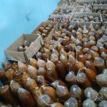 Pemasaran Gula Aren BUMdes Payak, Butuh Perhatian Pemerintah Daerah Pemasaran Gula Aren BUMdes Payak, Butuh Perhatian Pemerintah Daerah