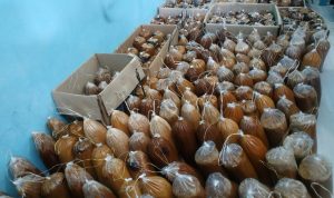 Pemasaran Gula Aren BUMdes Payak, Butuh Perhatian Pemerintah Daerah