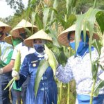 Lantamal IV Gelar Panen Raya Jagung Program Ketahanan Pangan