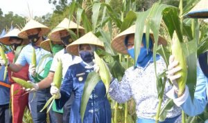 Lantamal IV Gelar Panen Raya Jagung Program Ketahanan Pangan Lantamal IV Gelar Panen Raya Jagung Program Ketahanan Pangan