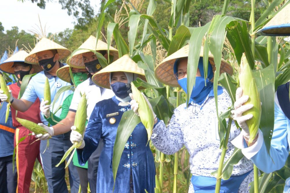 Lantamal IV Gelar Panen Raya Jagung Program Ketahanan Pangan
