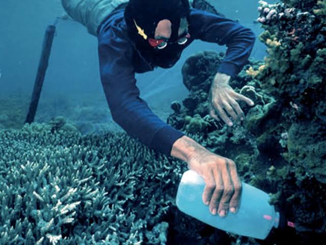 Tangkap Ikan Pakai Potasium, 3 Orang Warga Midai di Amankan Polisi Tangkap Ikan Pakai Potasium, 3 Orang Warga Midai di Amankan Polisi