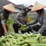 Polres Tanjungpinang Panen Raya Program Ketahanan Pangan di Kampung Tangguh Nusantara