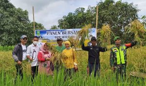 Babinsa Serda Hendry, Hadiri Kegiatan Panen Raya Padi Desa Payak Babinsa Serda Hendry, Hadiri Kegiatan Panen Raya Padi Desa Payak
