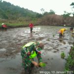 Jaga Ketahanan Pangan, Babinsa Koramil 04/Letung Lakukan Giat Cocok Tanam