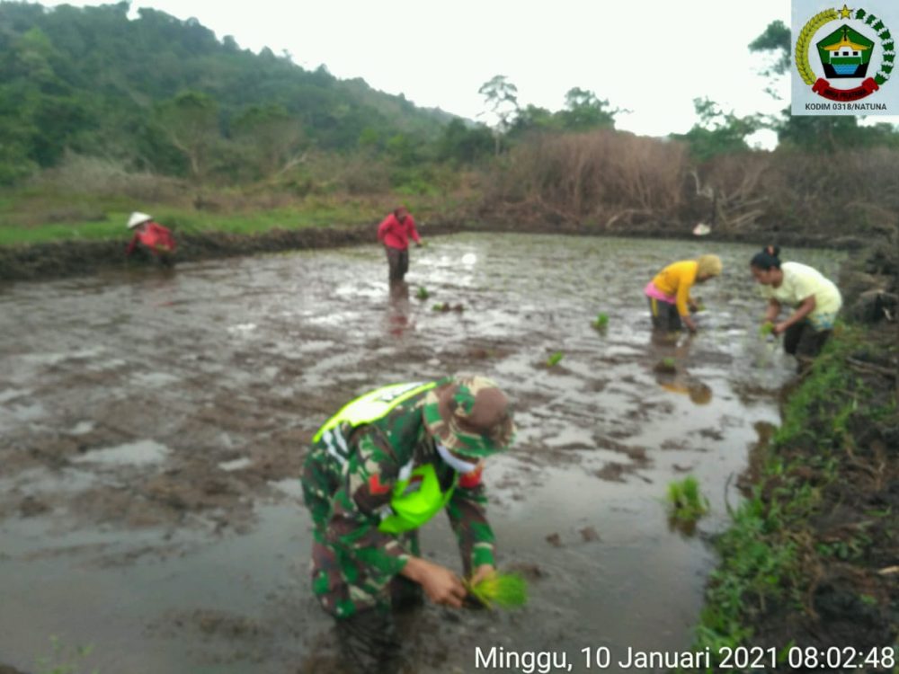 Jaga Ketahanan Pangan, Babinsa Koramil 04/Letung Lakukan Giat Cocok Tanam