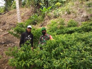 Petualangan Sang Babinsa Koramil 06/Serasan Ke Air Perengi, Sebuah Lokasi Tumbuhan Cabai Subur Petualangan Sang Babinsa Koramil 06/Serasan Ke Air Perengi, Sebuah Lokasi Tumbuhan Cabai Subur