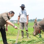 Dodi Reza Pastikan Hewan Kurban di Muba Sehat