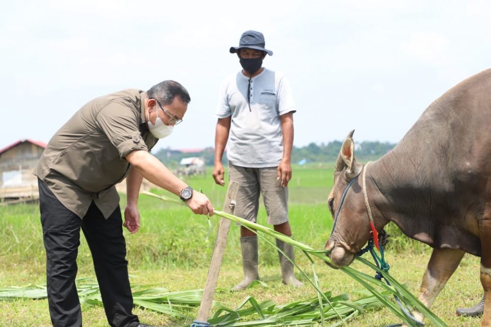 Dodi Reza Pastikan Hewan Kurban di Muba Sehat