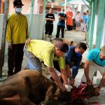 Kakankemenag Padang Panjang Langsung Menyembelih Hewan Qurban di Hari Tasyrik Kakankemenag Padang Panjang Langsung Menyembelih Hewan Qurban di Hari Tasyrik