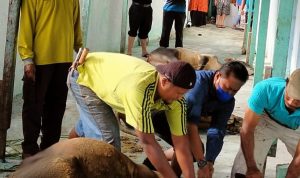 Kakankemenag Padang Panjang Langsung Menyembelih Hewan Qurban di Hari Tasyrik Kakankemenag Padang Panjang Langsung Menyembelih Hewan Qurban di Hari Tasyrik