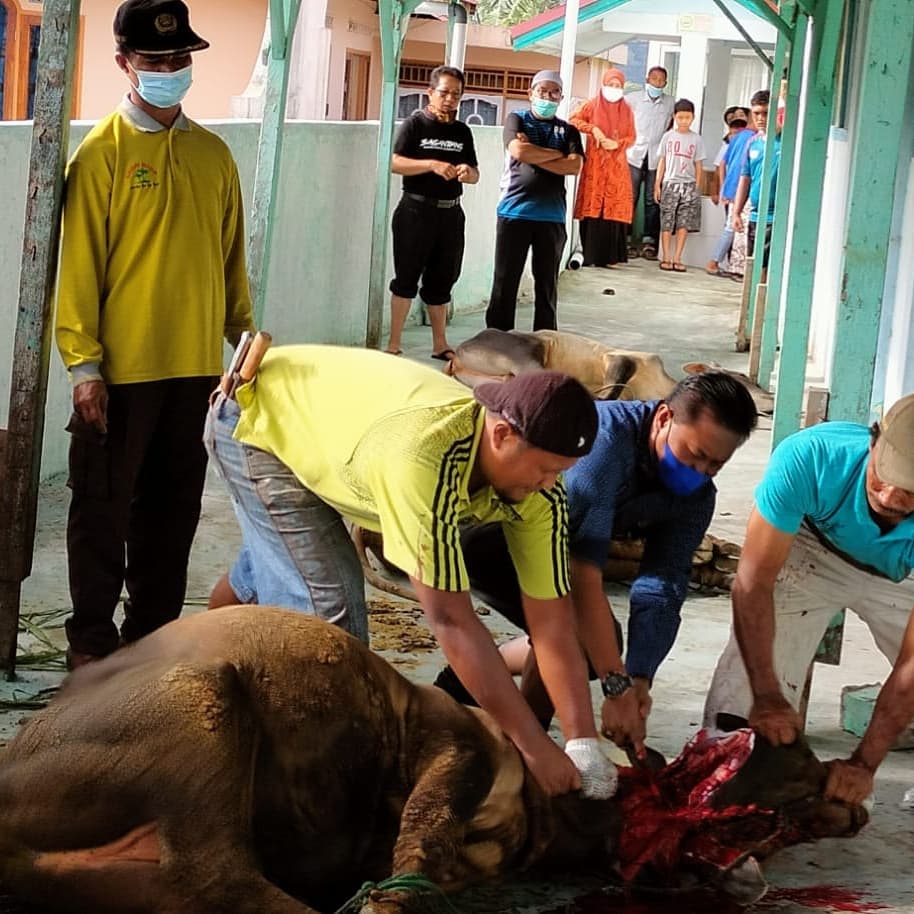 Kakankemenag Padang Panjang Langsung Menyembelih Hewan Qurban di Hari Tasyrik Kakankemenag Padang Panjang Langsung Menyembelih Hewan Qurban di Hari Tasyrik