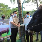 Idul Adha 1442 H, Herman Deru Sebar 100 Ekor Sapi Untuk Masyarakat Sumsel
