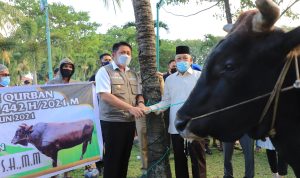 Idul Adha 1442 H, Herman Deru Sebar 100 Ekor Sapi Untuk Masyarakat Sumsel