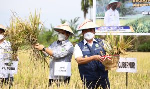 Herman Deru Optimis Sumsel Segera Capai Target, Sebagai Daerah Lumbung Pangan Nasional