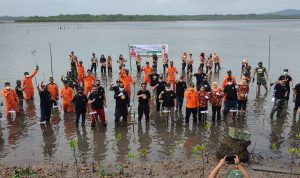 Meriahkan HUT Basarnas Ke-50, KPP Natuna Tanam 100 Pohon Mangrove