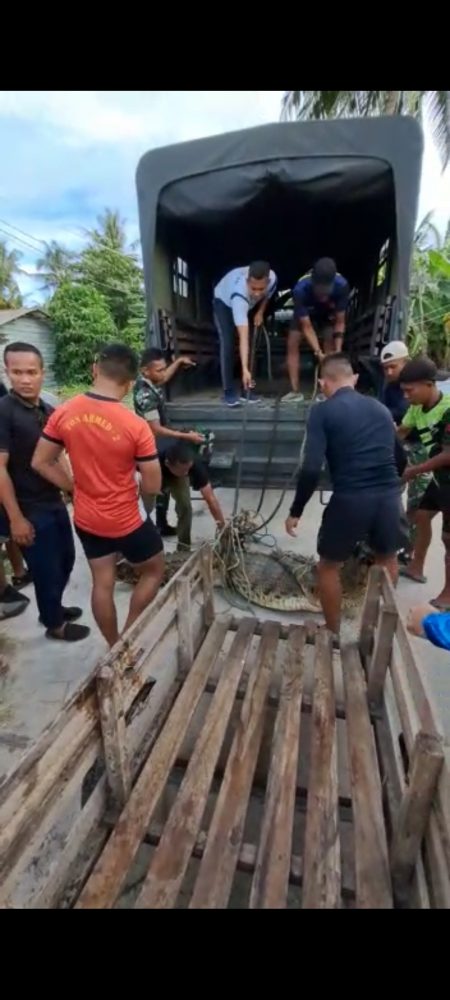 Yonkomposit 1/GP Turut Andil Dalam Proses Evakuasi Buaya Berukuran 3 Meter