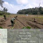 Koramil 04/Letung Lakukan Giat Hanpangan Tanam Cabe Rawit Koramil 04/Letung Lakukan Giat Hanpangan Tanam Cabe Rawit