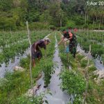 Jalin Komsos Dengan Petani Cabe, Ini Pesan Babinsa Koptu Fian Jalin Komsos Dengan Petani Cabe, Ini Pesan Babinsa Koptu Fian