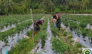 Jalin Komsos Dengan Petani Cabe, Ini Pesan Babinsa Koptu Fian