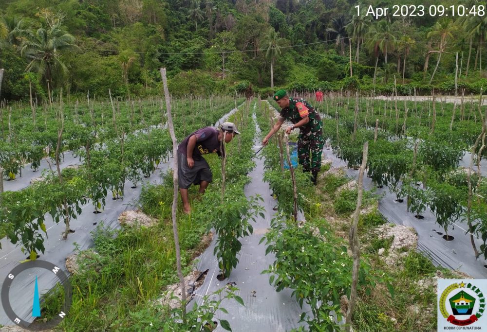 Jalin Komsos Dengan Petani Cabe, Ini Pesan Babinsa Koptu Fian Jalin Komsos Dengan Petani Cabe, Ini Pesan Babinsa Koptu Fian