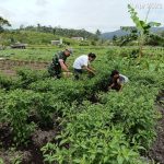 Komsos Dengan Petani Desa Bukit Padi, Babinsa Serda Olih Himbau Warga Jaga Kesehatan Komsos Dengan Petani Desa Bukit Padi, Babinsa Serda Olih Himbau Warga Jaga Kesehatan