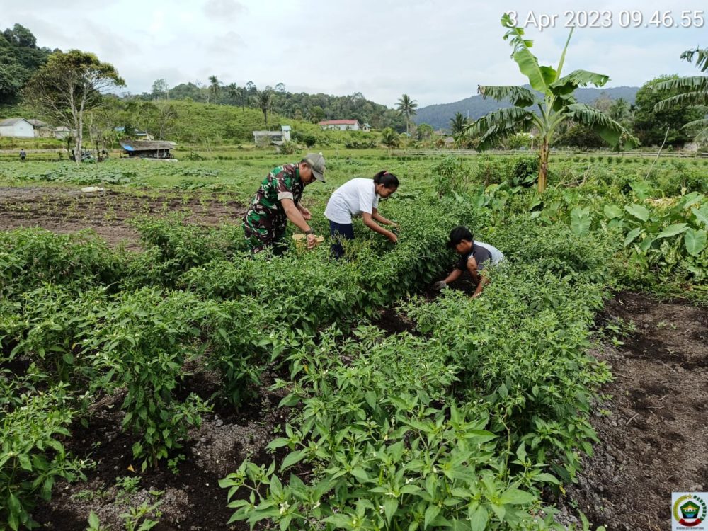Komsos Dengan Petani Desa Bukit Padi, Babinsa Serda Olih Himbau Warga Jaga Kesehatan