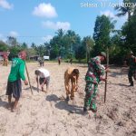 Tingkatkan Ketahanan Pangan, Babinsa Koramil 03/Sedanau Bersama Warga Tanam Jagung