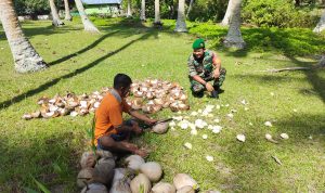 Peduli Terhadap Petani Kelapa, Ini Yang Dilakukan Babinsa Sertu Risdianto